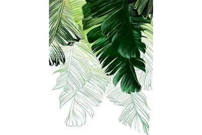 Свежие тропические пальмовые листья на цветном фоне :: Стоковая фотография  :: Pixel-Shot Studio