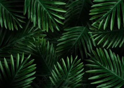 Картина Пальмовые листья ⋆ Дом Корлеоне