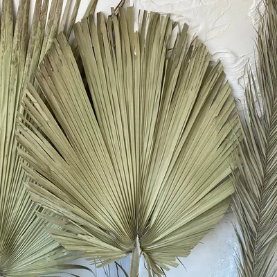Фотообои Яркие пальмовые листья артикул TL-167 купить в Оренбург|;|9 |  интернет-магазин ArtFresco