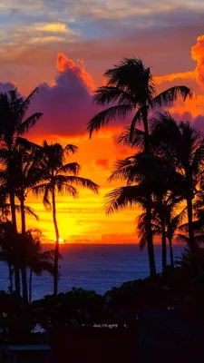 Закат,пальмы - OGQ Backgrounds HD | Sunset wallpaper, Beautiful nature  wallpaper, Scenery wallpaper