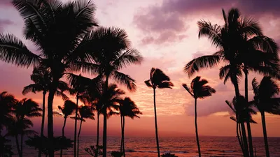 Тропический пляж, пальмы, закат, морской пейзаж, холст, картина, пейзажные  постеры и принты, настенные художественные фотографии, домашний декор, без  рамки – лучшие товары в онлайн-магазине Джум Гик