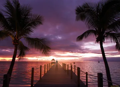 закат в море песчаный пляж с пальмами обои фон, закат солнца, море, пляж  фон картинки и Фото для бесплатной загрузки