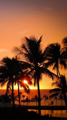 Скачать 938x1668 пальмы, закат, гавайи, тропики, океан, горизонт обои,  картинки iphone 8/7/6s/6 for parallax