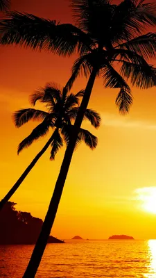 Красивый закат летний пляж кокосовая пальма закат фон Обои Изображение для  бесплатной загрузки - Pngtree