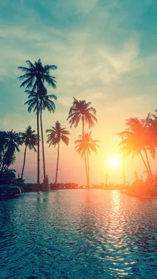 Обои пальмовые рощи, пляж, закат, дерево, тропическая зона на телефон  Android, 1080x1920 картинки и фото бесплатно