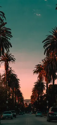 Пальмы на закате - красивые фото