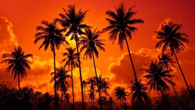 Обои пляж, 5k, 4k, океан, закат, пальмы, отдых, отпуск, путишествие, beach,  5k, 4k wallpaper, ocean, sunset, palm trees, vacation, journey, Природа #615