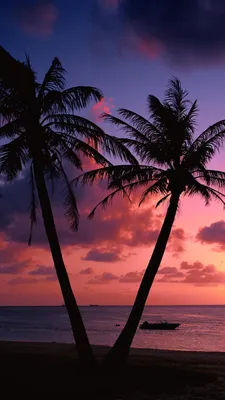 Обои для рабочего стола Пляж Море Природа Небо пальма Тропики