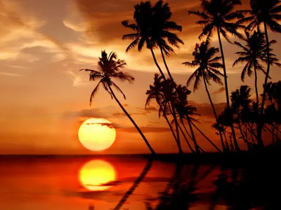 Palms sunset пальмы обои закат - Laurane H. Пейзажи HD phone wallpaper |  Pxfuel