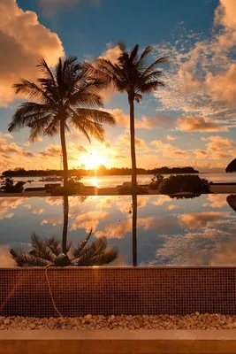 Летний тропический кокосовой пальмы вечером закат фон Обои Изображение для  бесплатной загрузки - Pngtree