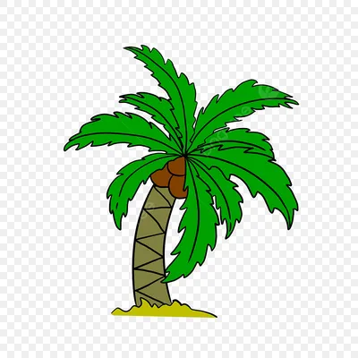 Обои пальма | Пейзажи, Пальма, Пальмовые деревья