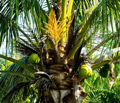 Комнатные пальмы: виды и уход | Новости | интернет-магазин комнатных  растений и цветов Мильтония
