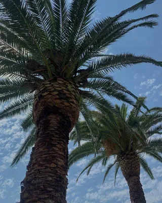 Красивые картинки пальмы - 62 фото