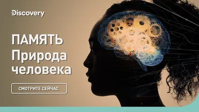 Книга Память человека: структуры и процессы (Клацки Р.) 1978 г. Артикул:  11182171 купить