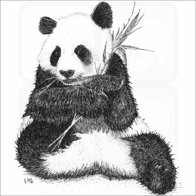 How To Draw A Panda - YouTube