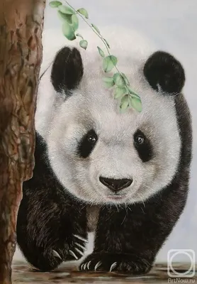 Гигантская панда Красная панда Рисунок, панда, Акварельная живопись,  млекопитающее, карандаш png | Klipartz
