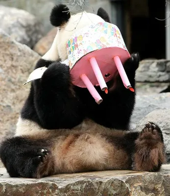 Мини-открытка \"С днем рождения (панда)\" – купить в интернет-магазине, цена,  заказ online