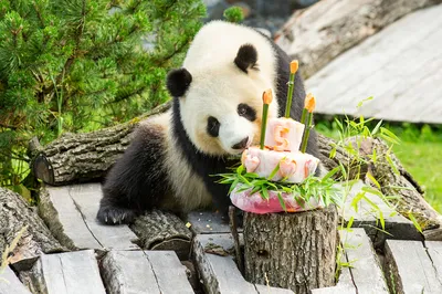 Открытка-игра детская «С Днём рождения!», панда (2671169) - Купить по цене  от 4.80 руб. | Интернет магазин SIMA-LAND.RU