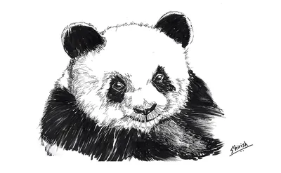 Панды рисунки