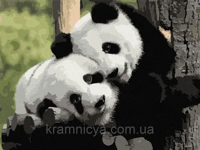 Маленькая мультяшная панда - 62 фото
