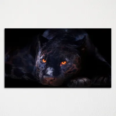 Картина Пантера с оранжевыми глазами купить | Arthousefoto
