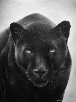 черная пантера стоковое изображение. изображение насчитывающей глушь -  14454639