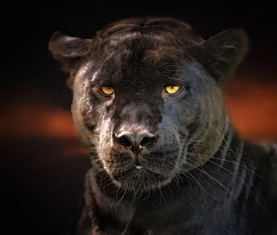 черная пантера стоковое изображение. изображение насчитывающей кот -  56668953