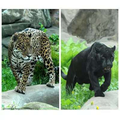 Мягкие игрушки 2 шт. Черная пантера ребенок и мама - купить с доставкой по  выгодным ценам в интернет-магазине OZON (1132169678)