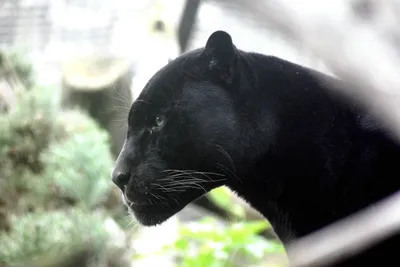 В Ташкентском зоопарке появились пантеры – Новости Узбекистана – Газета.uz
