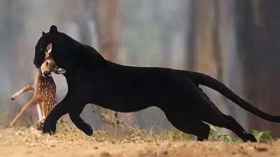 Интересные фотографии редкой чёрной пантеры | Пикабу