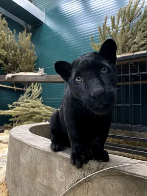 Сафари-парк - Черная пантера