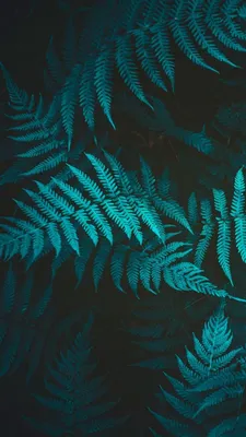 640x1136 Папоротник, растение, листва обои iPhone 5S, 5C, 5 | Бирюзовый  фон, Зеленые фоны, Иллюстрации растений