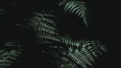 Свежий папоротник на предпосылке расшивы Стоковое Изображение - изображение  насчитывающей листья, ретро: 25869023