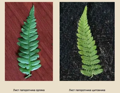 Папоротник орляк. Из серии: что съедобного растет в лесу? | Туристический  клуб City Escape