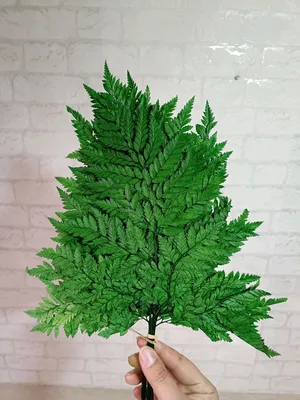 Папоротник искусственный лесной, 12 листьев, оттенки зеленого, 50 см, 1  букет – купить в Казани | «С Нежностью»