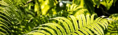 Папоротник-орляк Aquilinum Pteridium папоротника, зеленый цвет тормозной  пружины покидает Macr Стоковое Фото - изображение насчитывающей сад, пуща:  148018646
