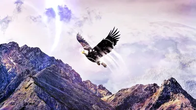 Орел, парящий в небе | Премиум Фото