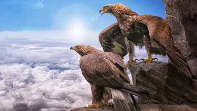 Рисованное фото орел иллюстрация PNG , орел, ручной орёл, Парящий орел PNG  картинки и пнг рисунок для бесплатной загрузки