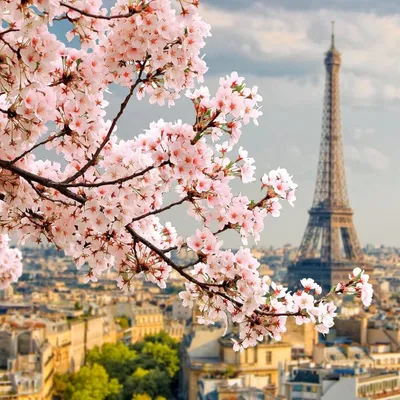 Обои Париж Города Париж (Франция), обои для рабочего стола, фотографии париж,  города, париж , франция, аллея Обои для рабочего стола, скачать обои  картинки заставки на рабочий стол.