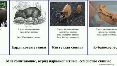 Парнокопытные животные - один из самых разнообразных отрядов млекопитающих