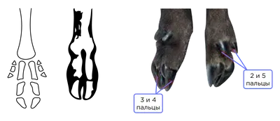 бизоны - это большие парнокопытные животные Стоковое Изображение -  изображение насчитывающей больш, черный: 223103849