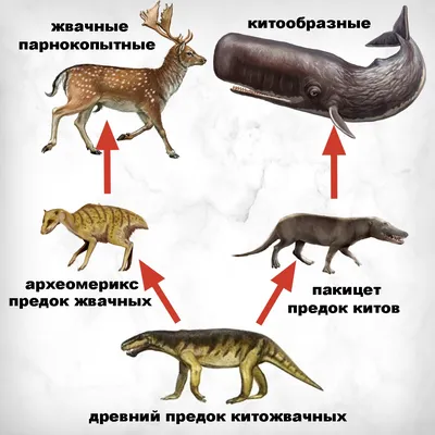 Зоология, взрывающая мозг! — Юлия Школьник на TenChat.ru