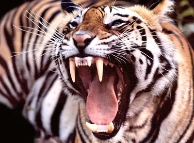 пасть тигра | Animals, Big cats, Amur tiger