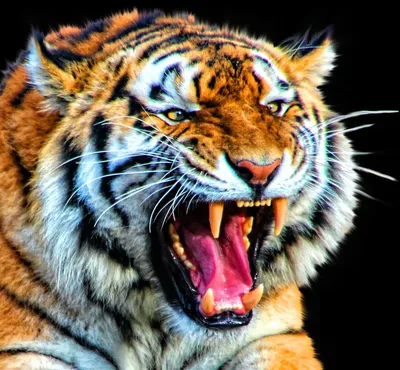 Пасть тигра: выберите формат для скачивания jpg | Пасть тигра Фото №521035  скачать