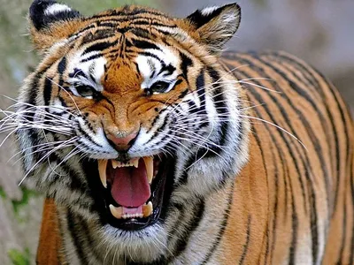 Онлайн пазл «Оскал тигра»