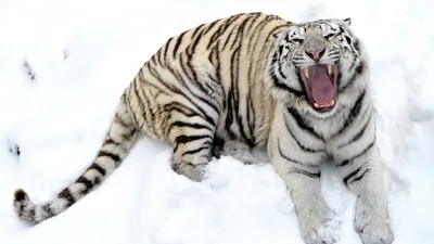 Скачать обои тигр, снег, зима, белый, зубы разрешение 1920x1080 #63370