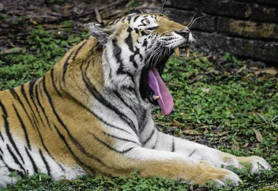 Челюсти и зубы тигров стоковое фото. изображение насчитывающей тюкованный -  119446642
