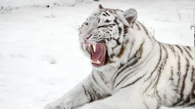 Скачать 800x1280 белый тигр, снег, хищник, пасть, кошка, тигр обои,  картинки samsung galaxy note gt-n7000, meizu mx2