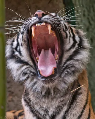 Свирепый тигр арт - 70 фото