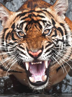 Пасть тигра: впечатляющая картинка в формате png | Пасть тигра Фото №521027  скачать